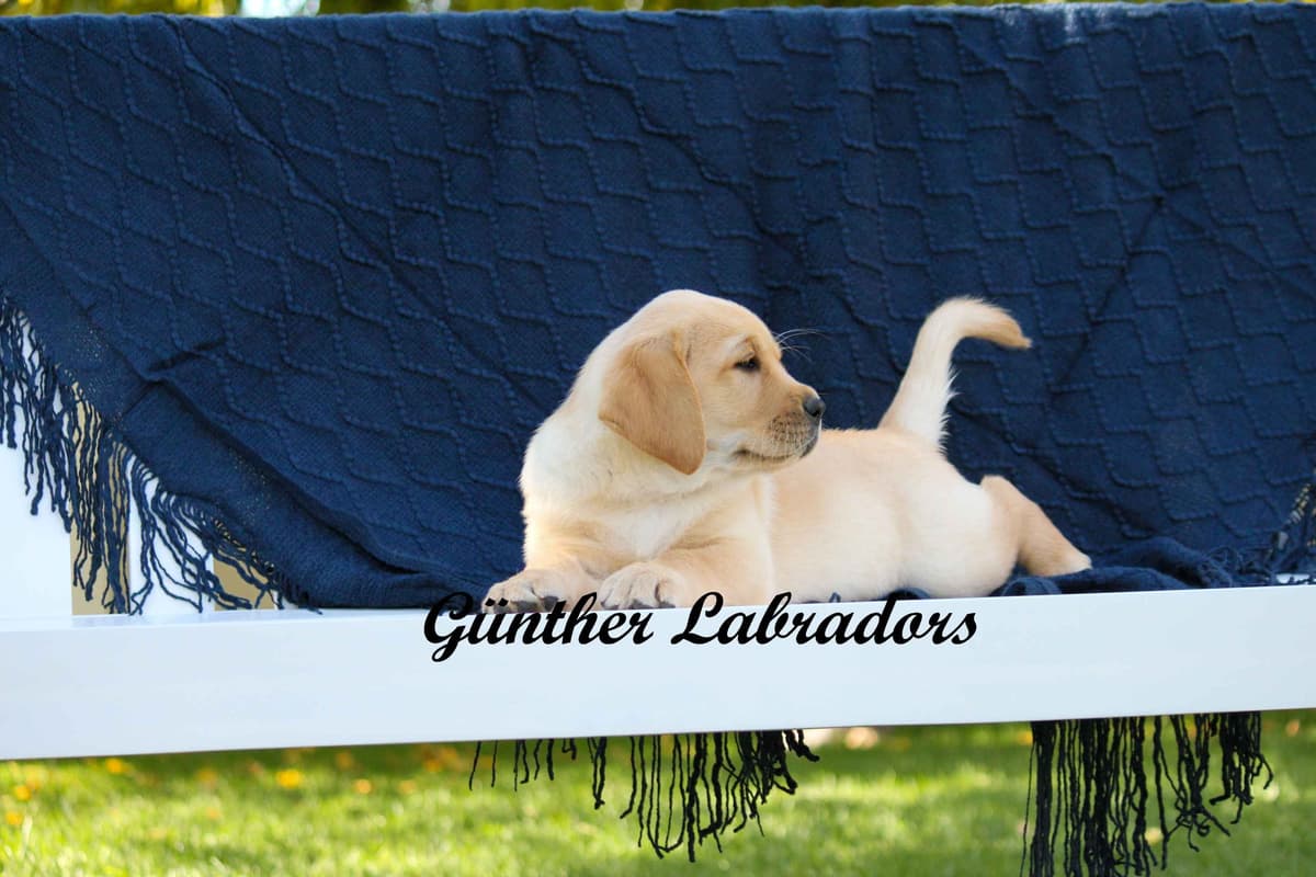 Labrador Retriever Puppies breeder image 13