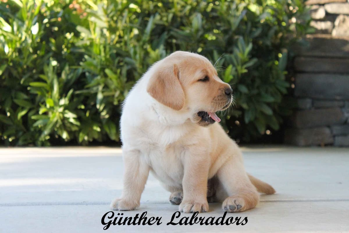 Labrador Retriever Puppies breeder image 14