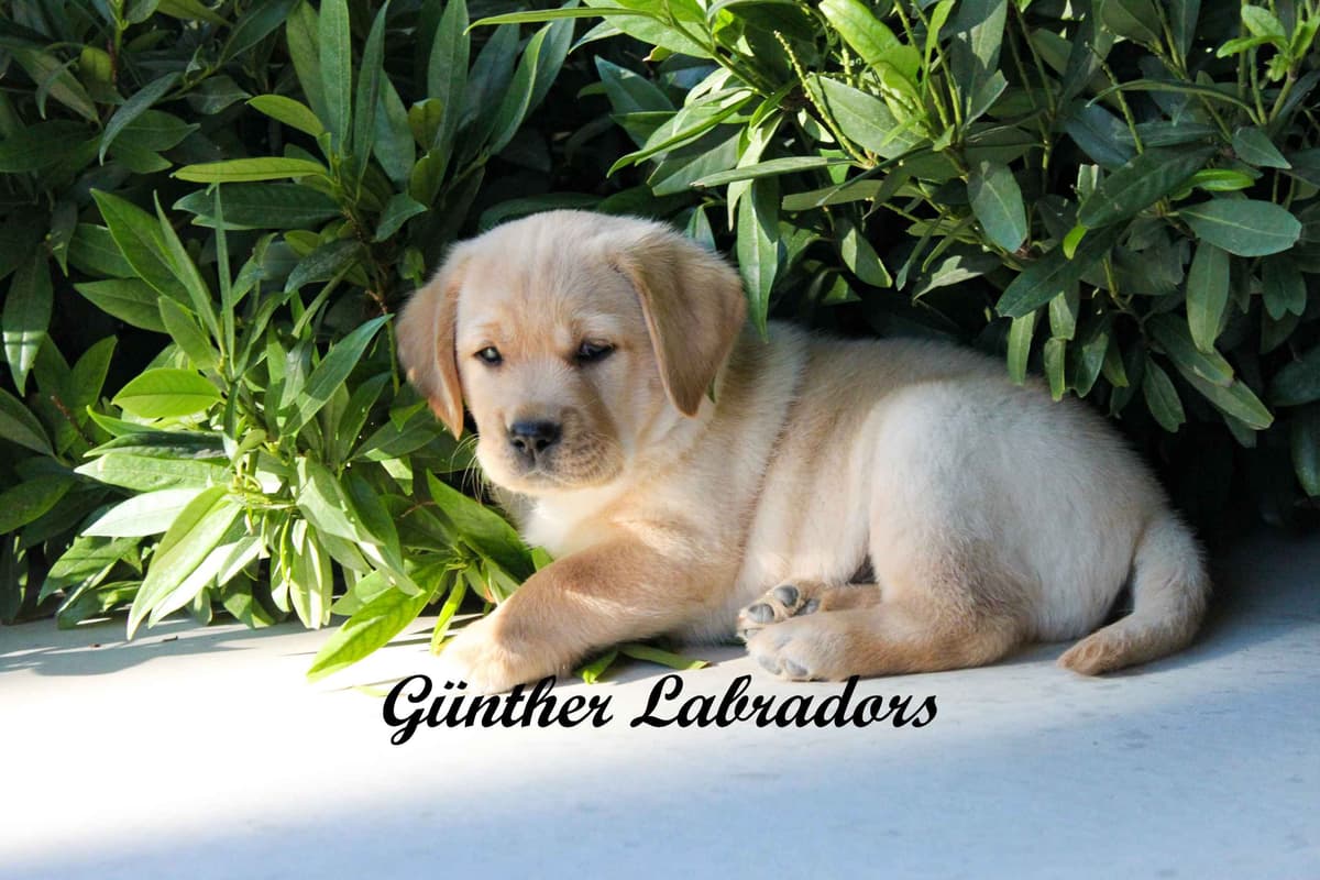 Labrador Retriever Puppies breeder image 15