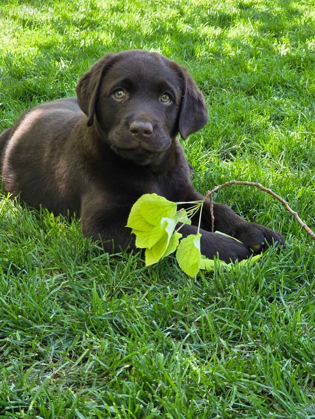 Labrador Retriever Puppies media 5