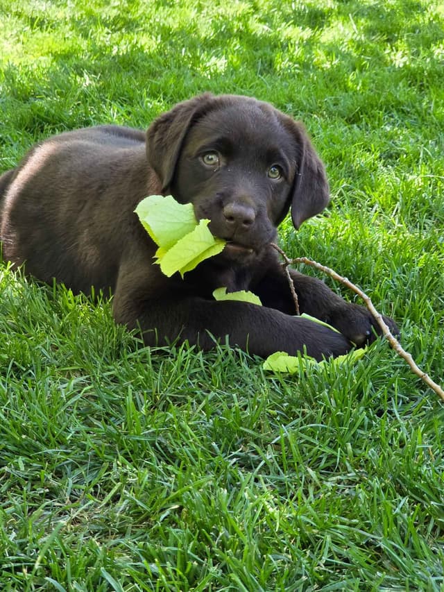 Labrador Retriever Puppies media 4