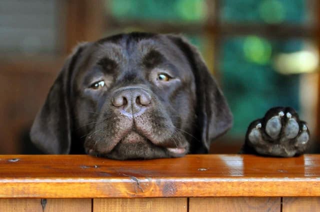 Labrador Retriever Puppies media 3