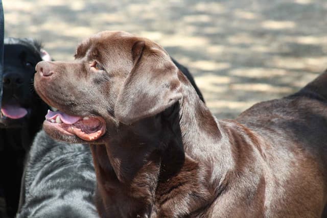 Labrador Retriever Puppies media 2