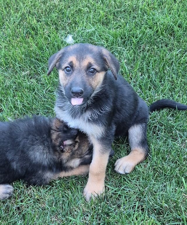 German Shepherd Dog Puppies media 3