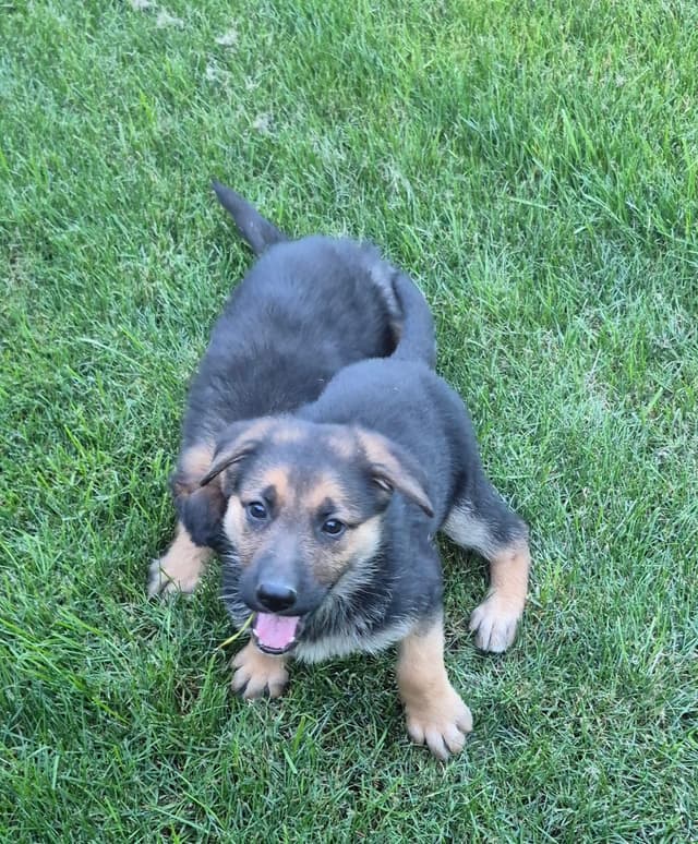 German Shepherd Dog Puppies media 4