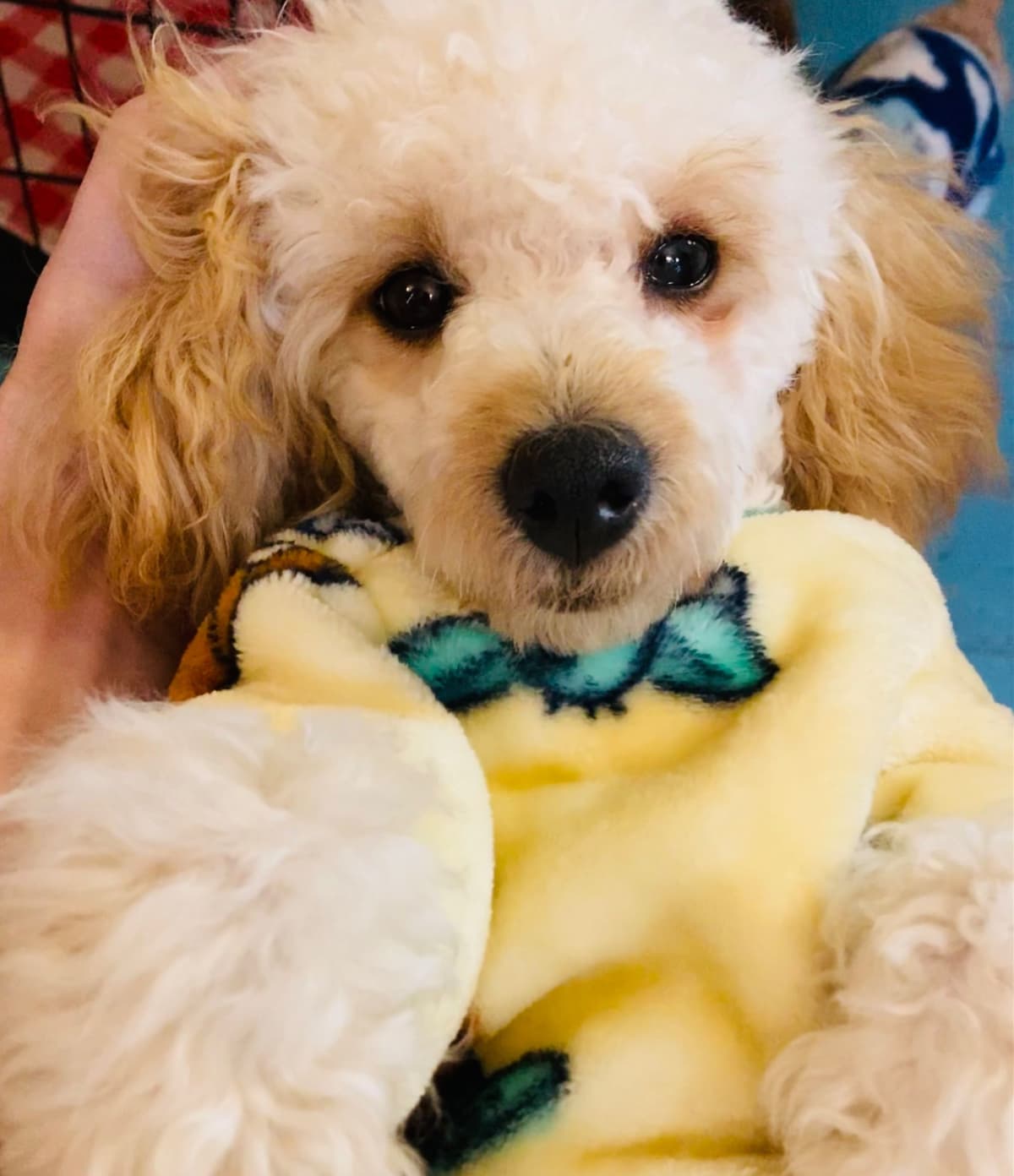 Gorgeous Toy Poodle Puppies breeder image 3