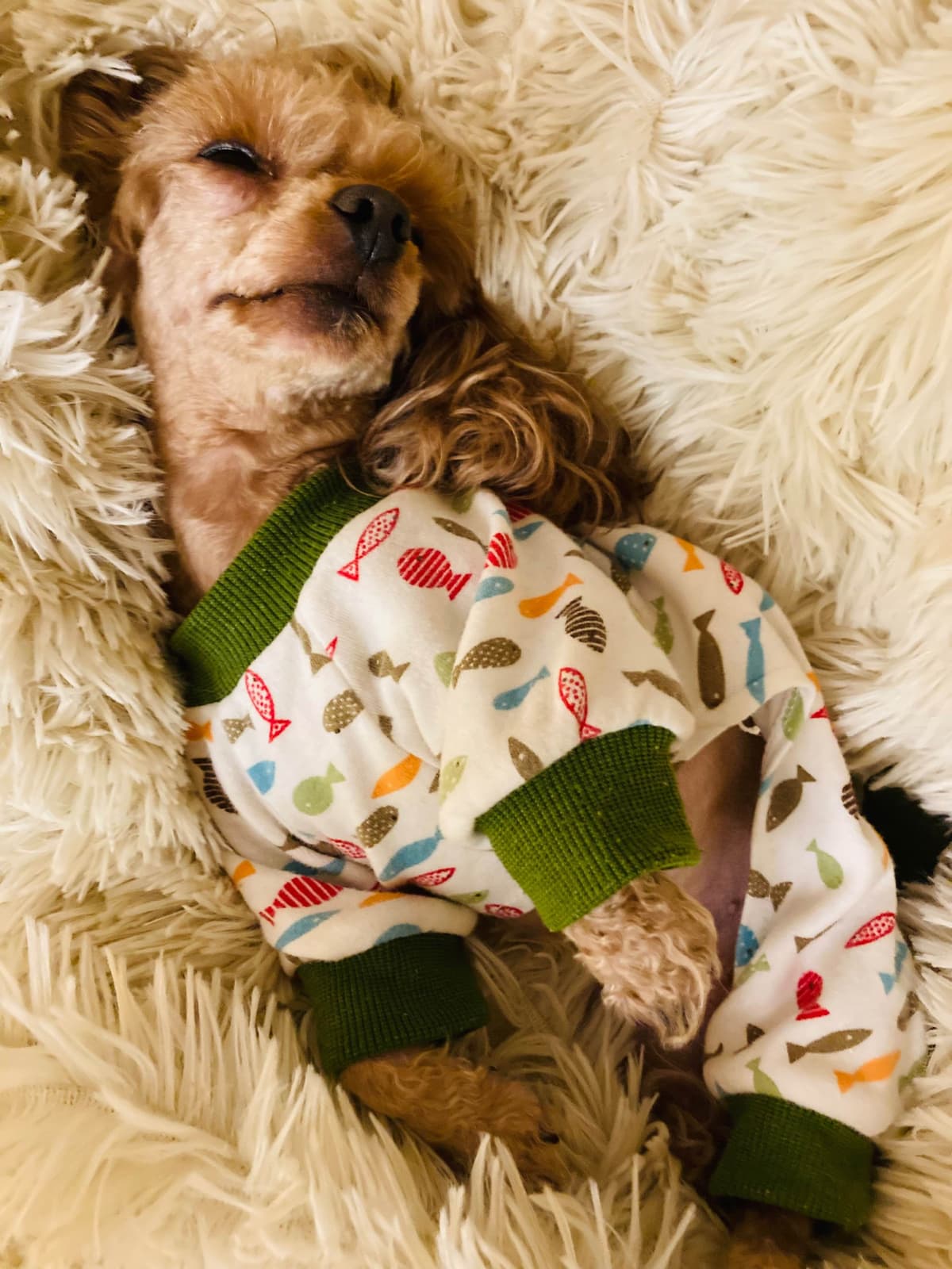 Gorgeous Toy Poodle Puppies breeder image 5
