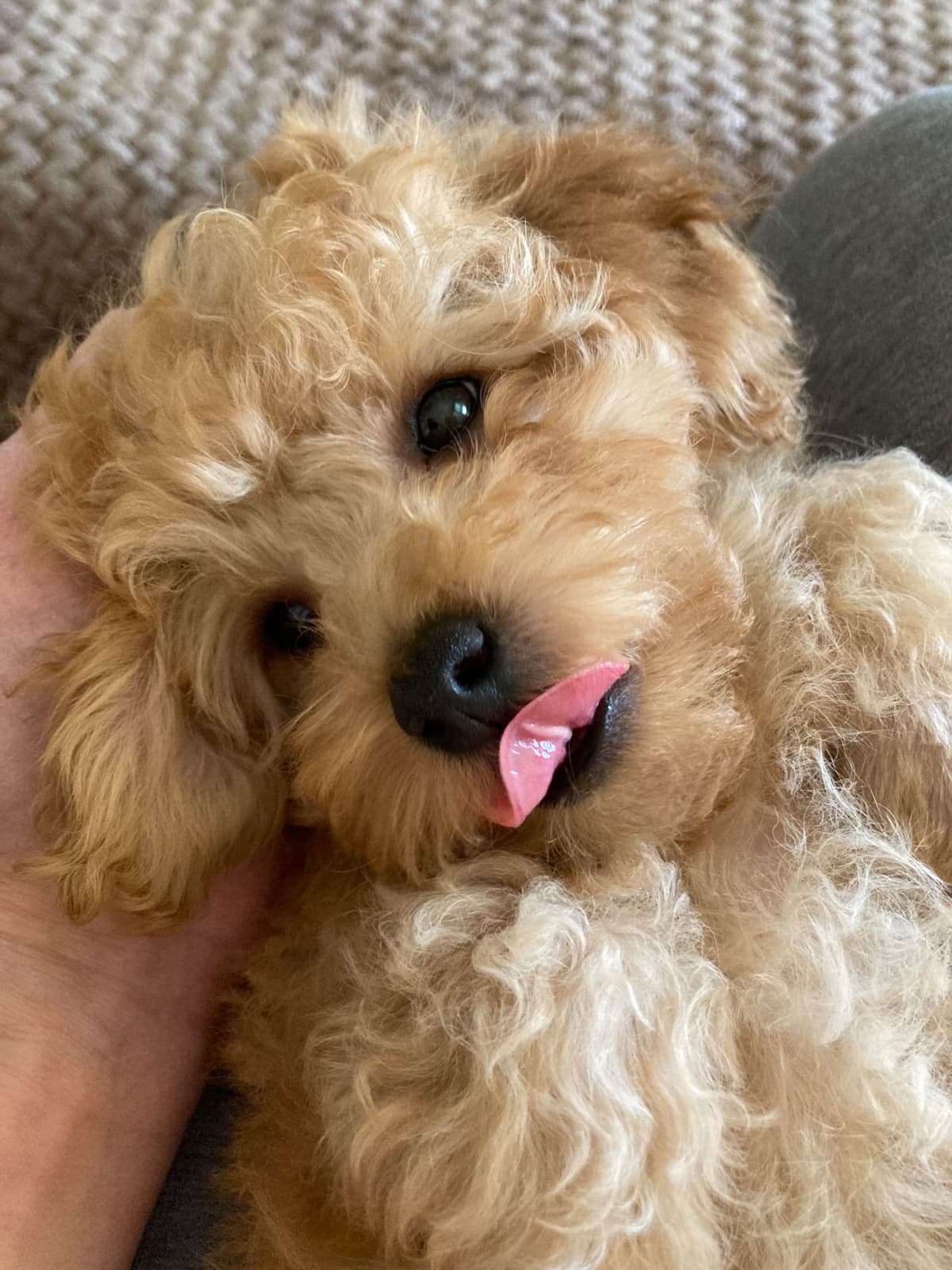 Gorgeous Toy Poodle Puppies breeder image 1