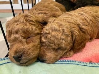 Gorgeous Toy Poodle Puppies media 7