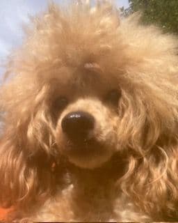 Gorgeous Toy Poodle Puppies media 18