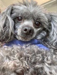 Gorgeous Toy Poodle Puppies media 17