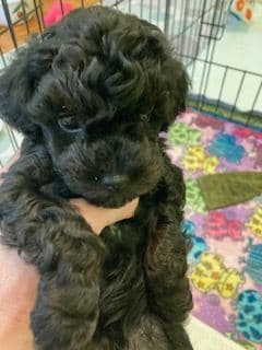 Gorgeous Toy Poodle Puppies media 11