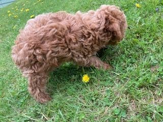 Gorgeous Toy Poodle Puppies media 2