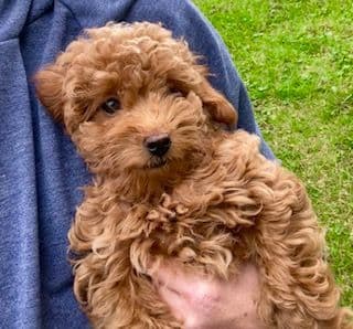 Gorgeous Toy Poodle Puppies media 3