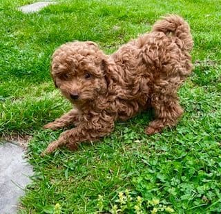 Gorgeous Toy Poodle Puppies media 4