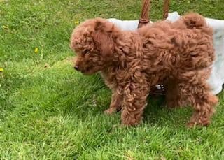 Gorgeous Toy Poodle Puppies media 5