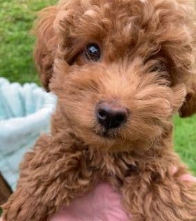 Gorgeous Toy Poodle Puppies media 6