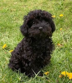 Gorgeous Toy Poodle Puppies media 8