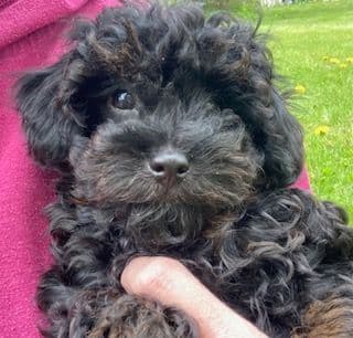 Gorgeous Toy Poodle Puppies media 9