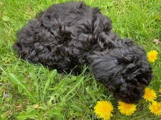 Gorgeous Toy Poodle Puppies media 10
