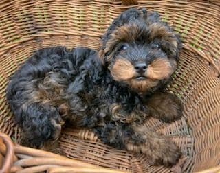 Gorgeous Toy Poodle Puppies media 12