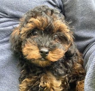 Gorgeous Toy Poodle Puppies media 13