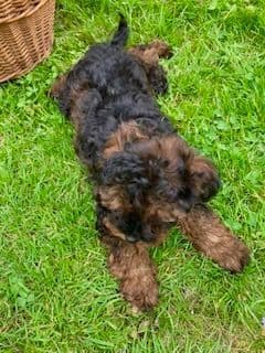 Gorgeous Toy Poodle Puppies media 14
