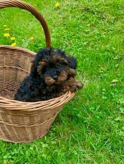 Gorgeous Toy Poodle Puppies media 15