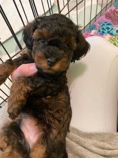 Gorgeous Toy Poodle Puppies media 16