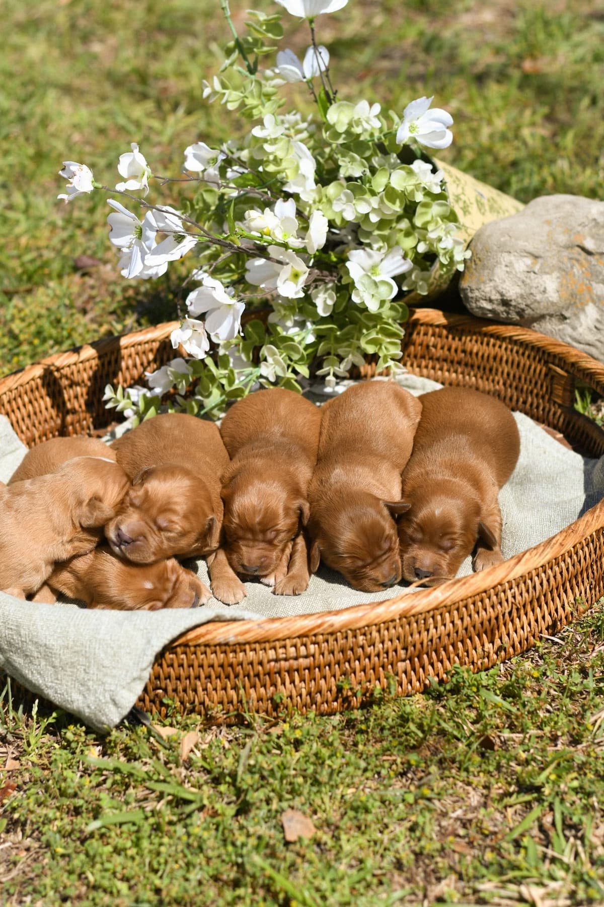 Golden Retriever Puppies breeder image 3