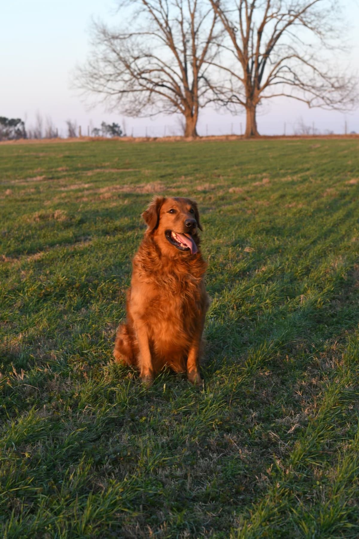 Golden Retriever Puppies breeder image 4