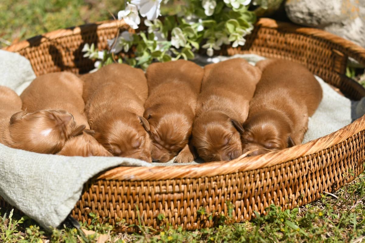 Golden Retriever Puppies breeder image 6