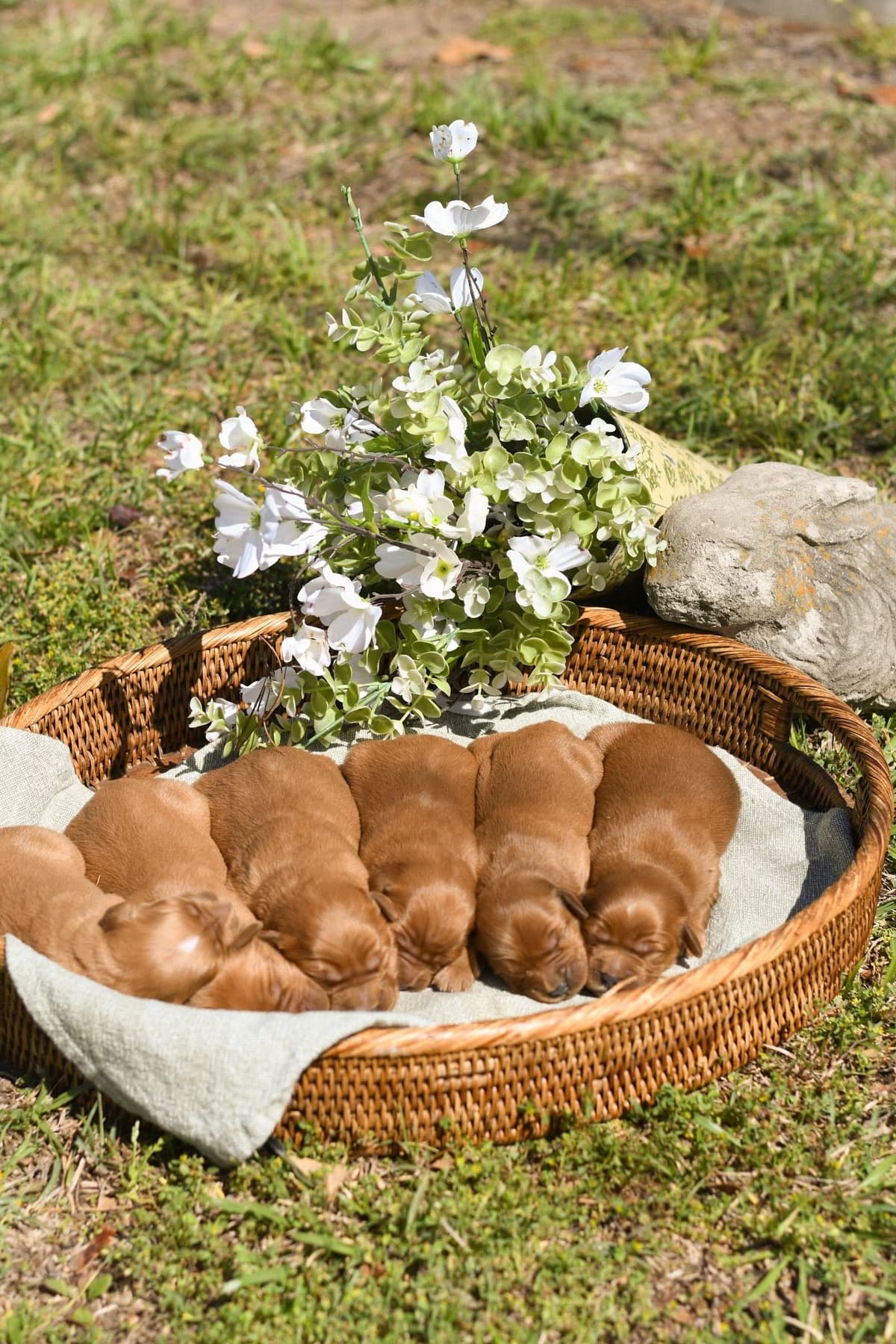 Golden Retriever Puppies breeder image 8