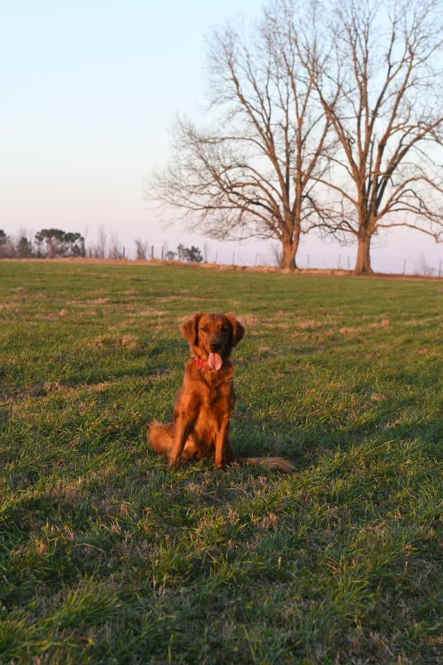 Golden Retriever Puppies media 3