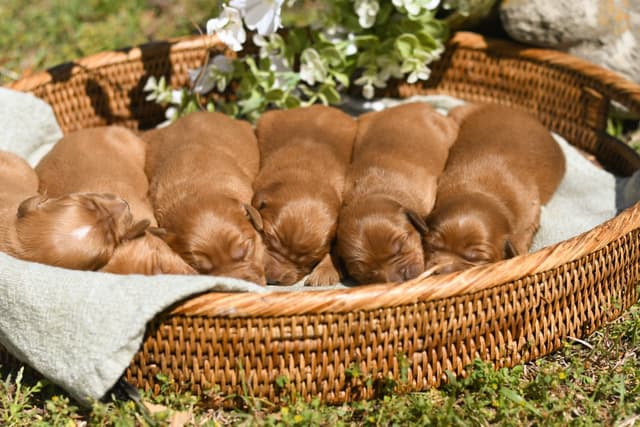 Golden Retriever Puppies media 4