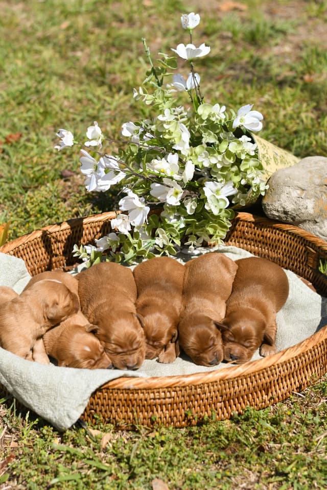 Golden Retriever Puppies media 5