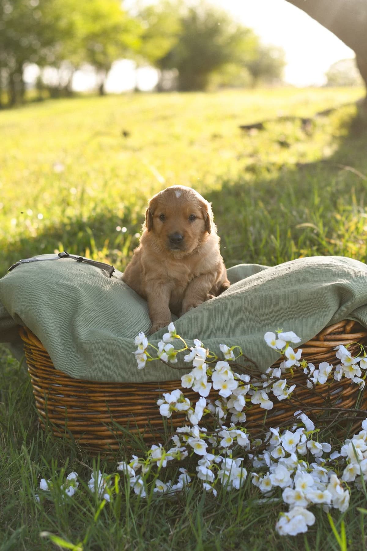 Golden Retriever Puppies breeder image 10