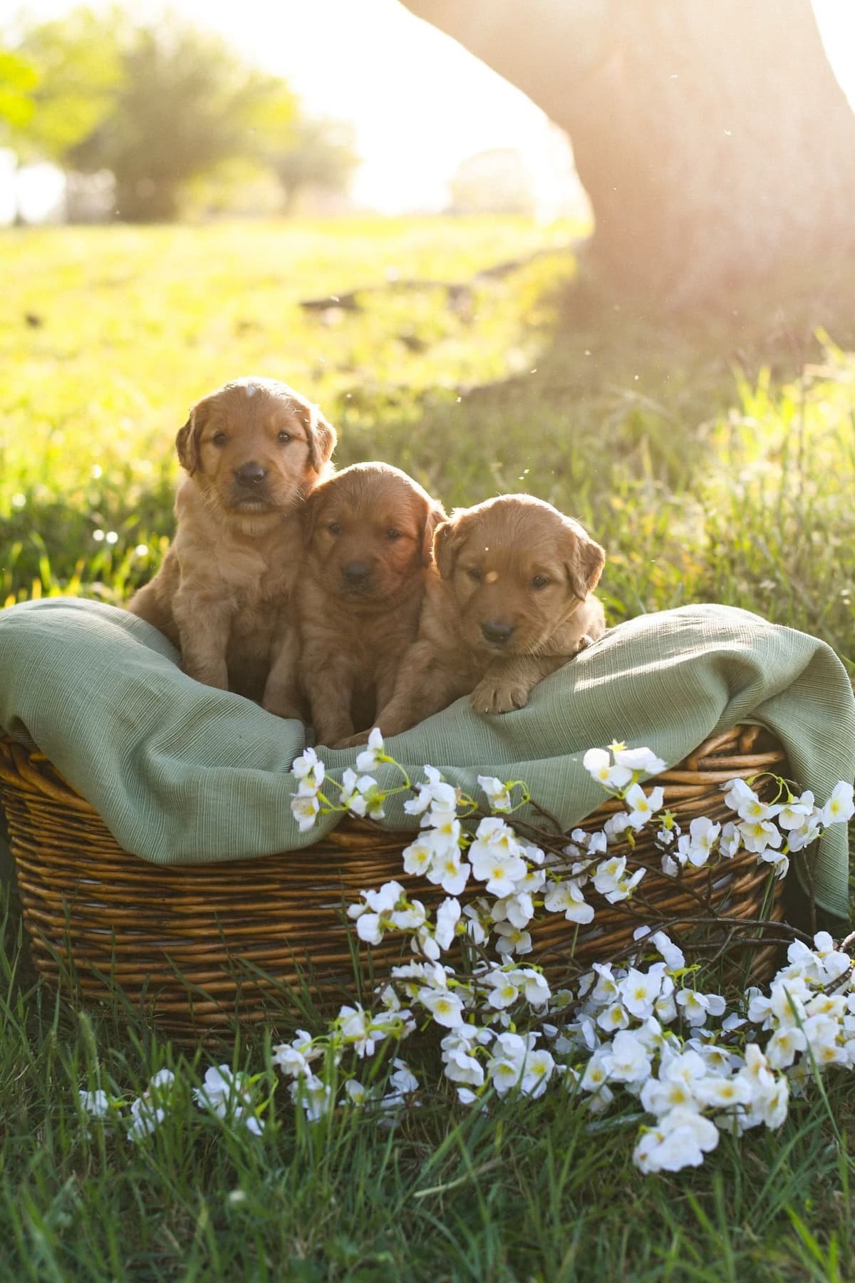 Golden Retriever Puppies breeder image 9