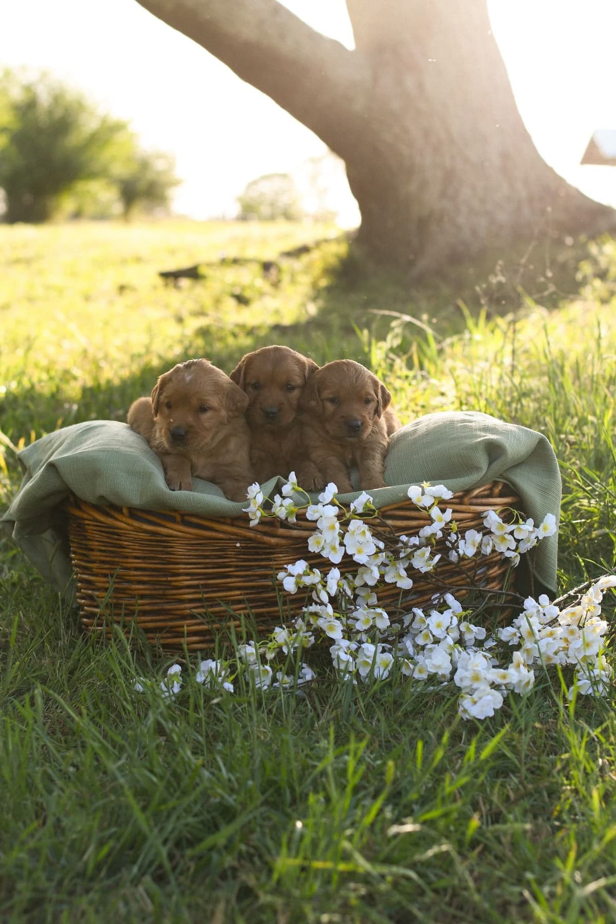 Golden Retriever Puppies breeder image 12