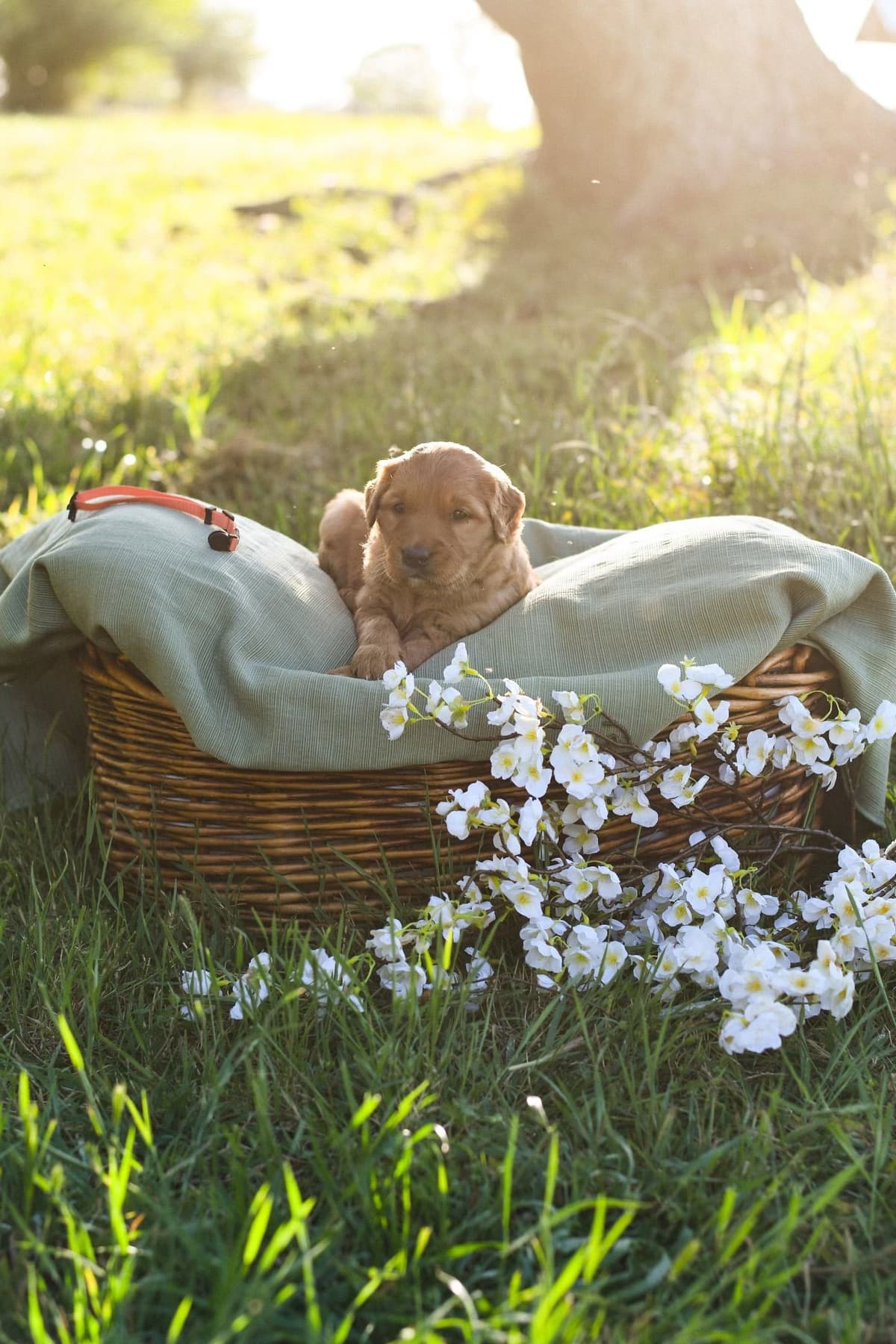 Golden Retriever Puppies breeder image 11