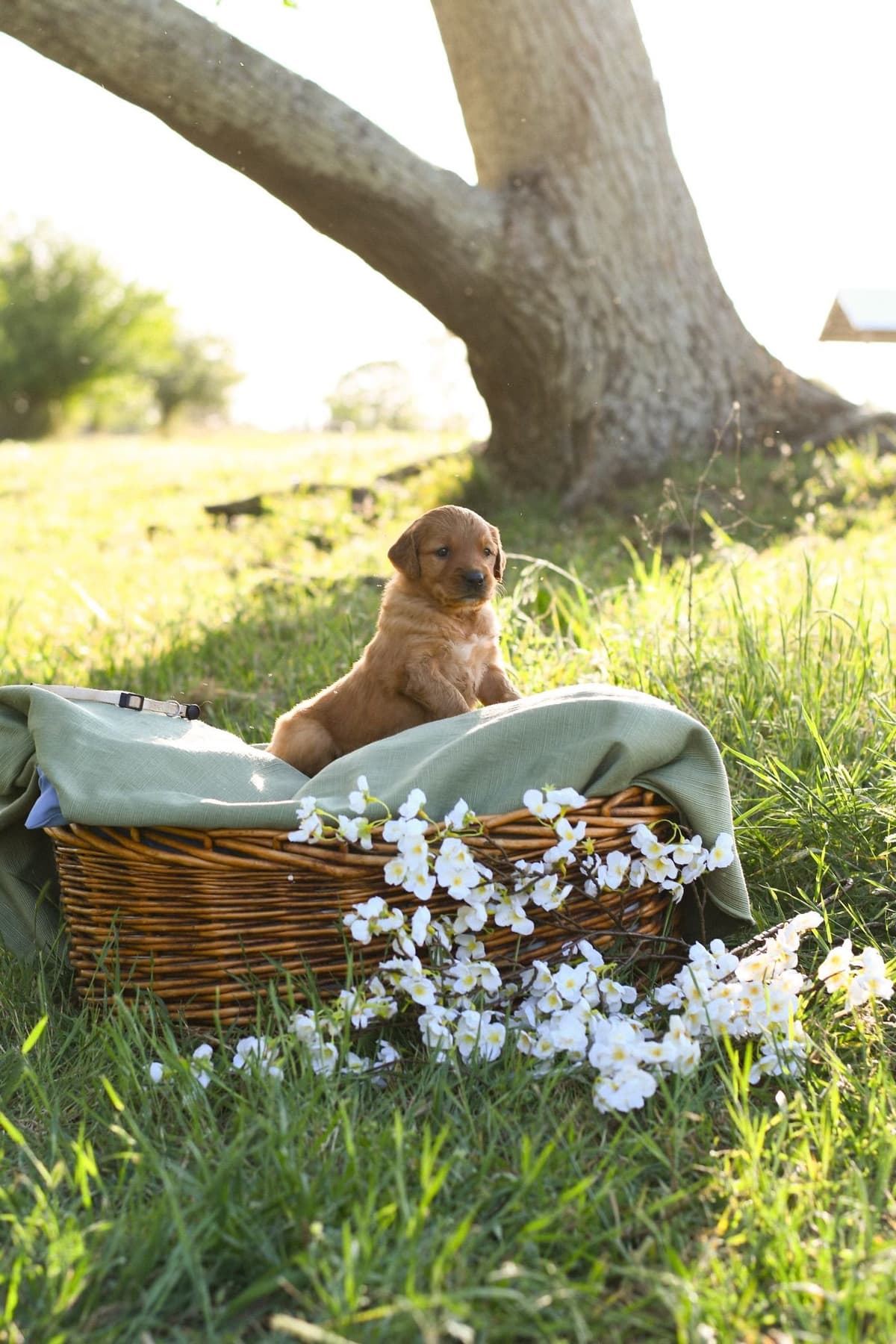 Golden Retriever Puppies breeder image 13