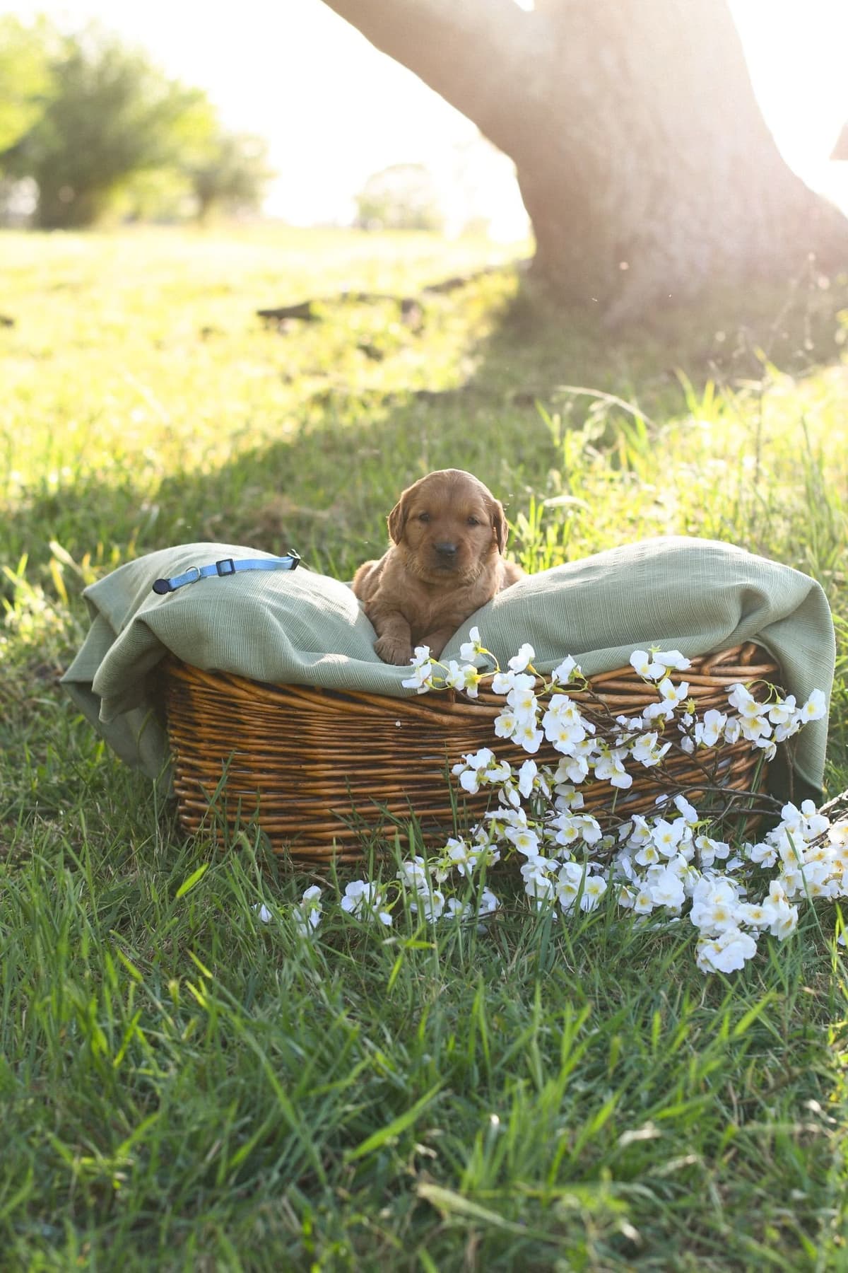 Golden Retriever Puppies breeder image 15