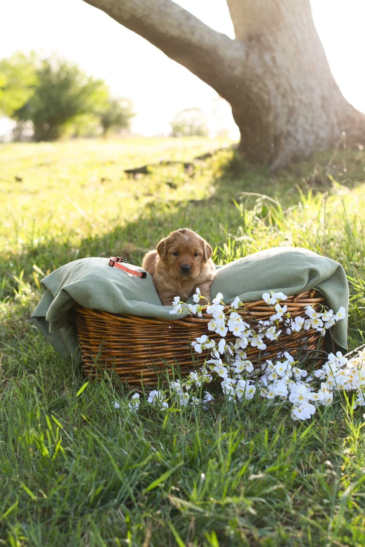 Golden Retriever Puppies breeder image 16