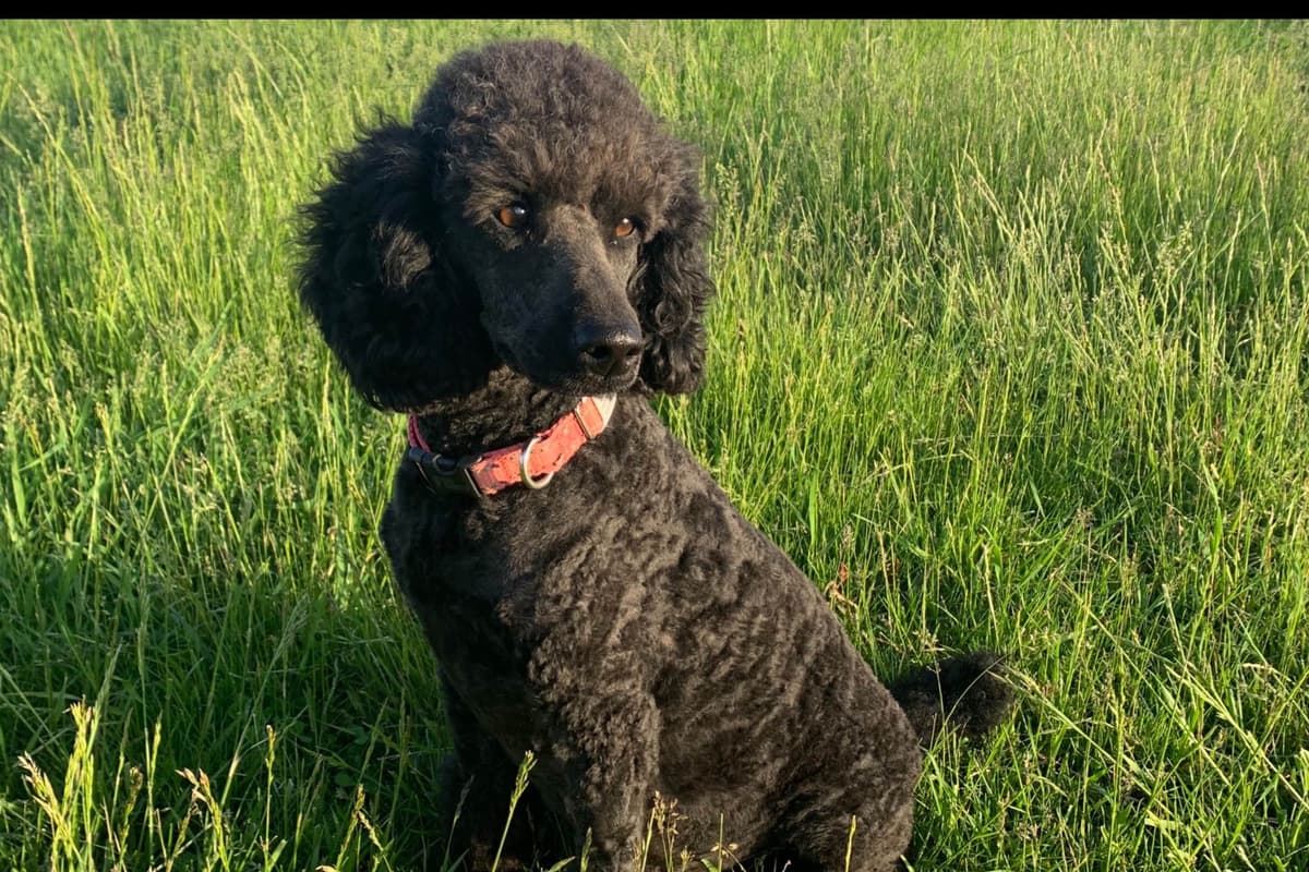 Poodle Puppies breeder image 3