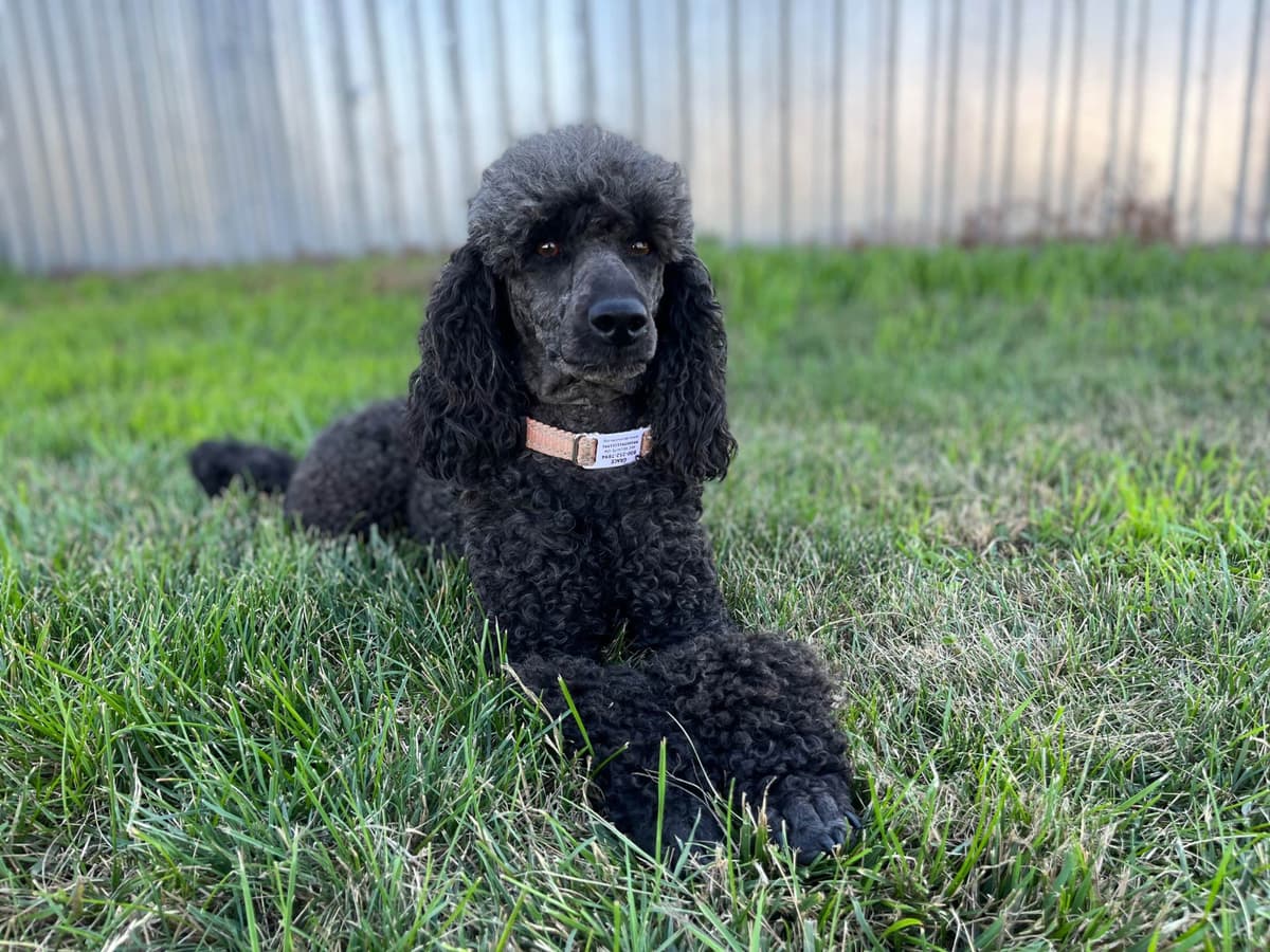 Poodle Puppies breeder image 4