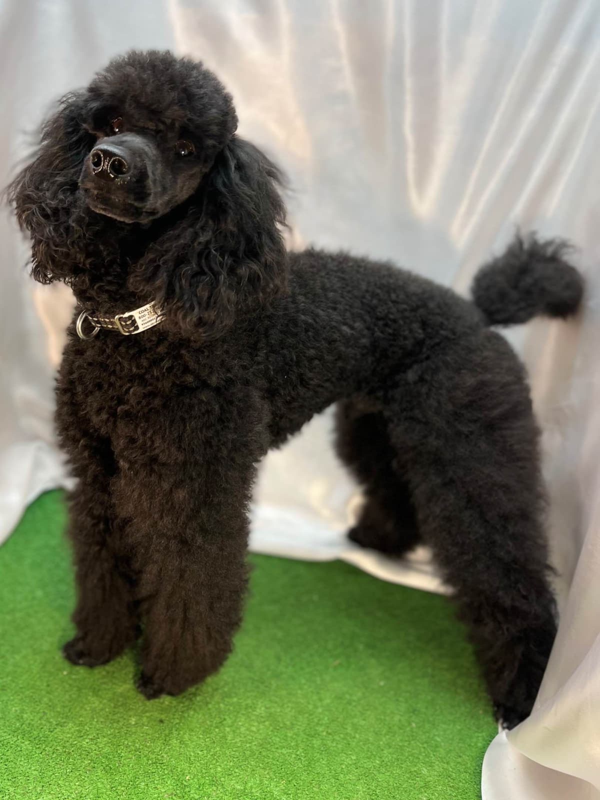 Poodle Puppies breeder image 5