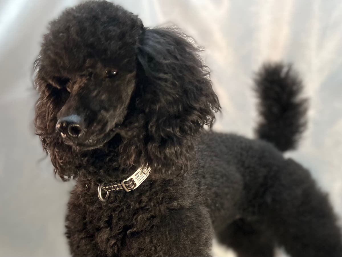 Poodle Puppies breeder image 6