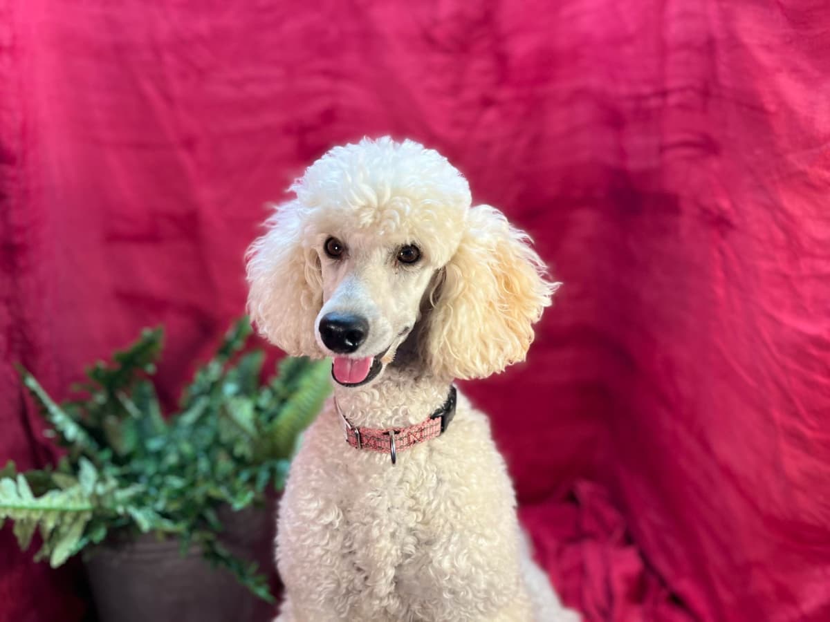 Poodle Puppies breeder image 1