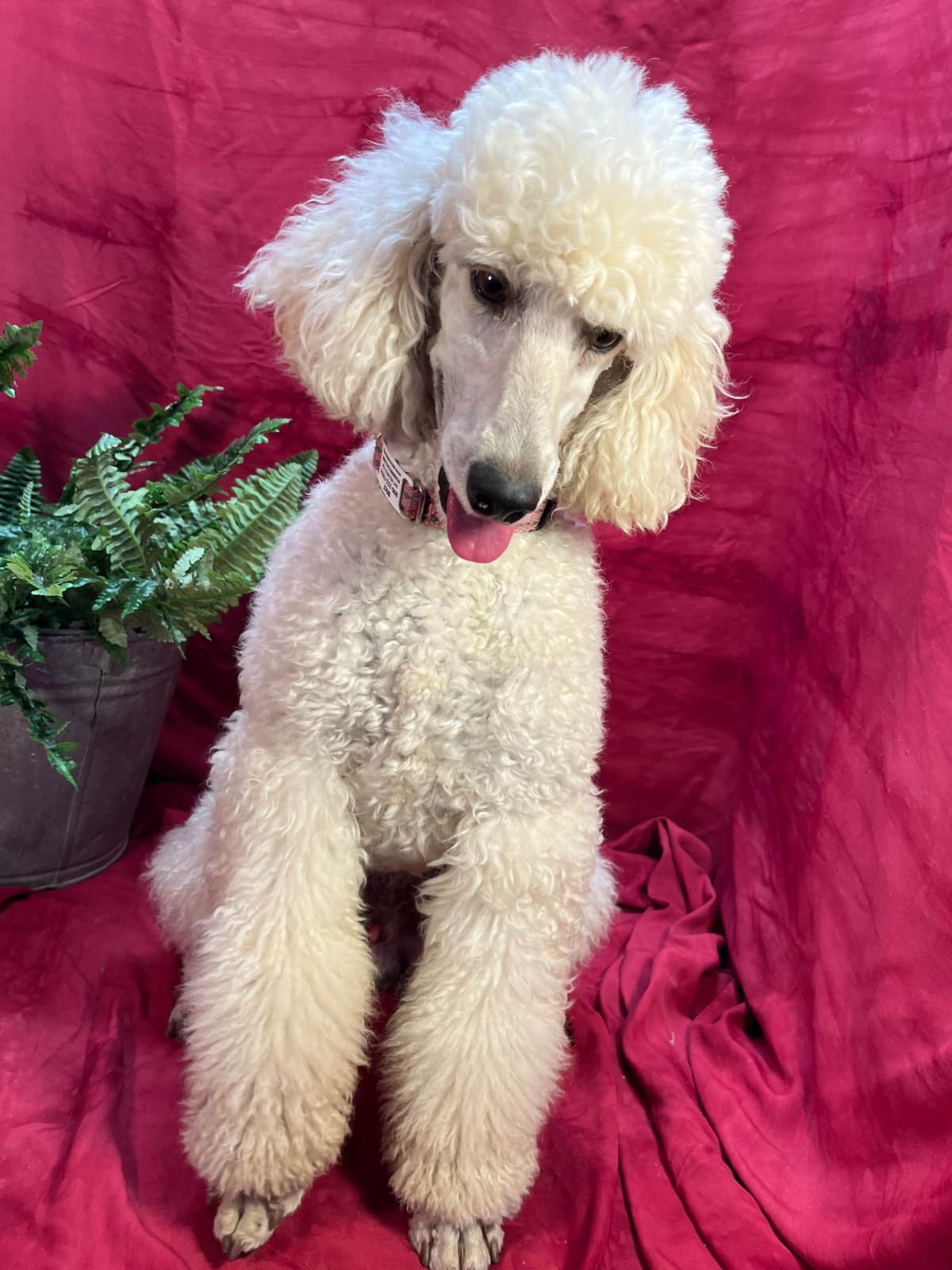 Poodle Puppies breeder image 2