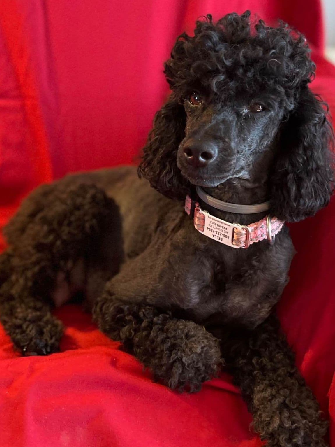Poodle Puppies breeder image 7
